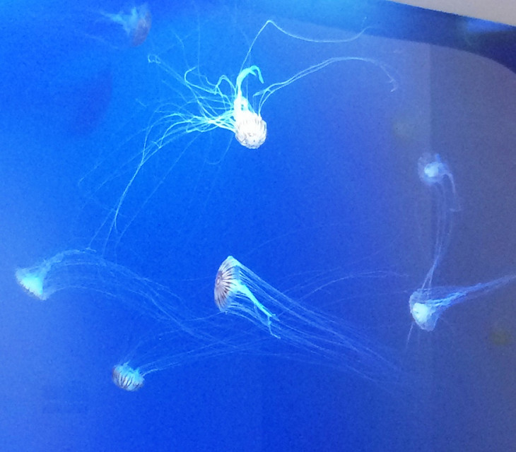 jellyfish
