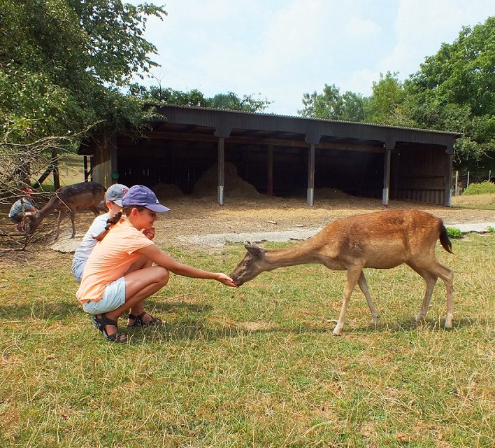 In einem Wildgehege füttern Teilnehmende eine Hirschkuh.
