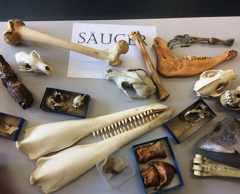mammal bones