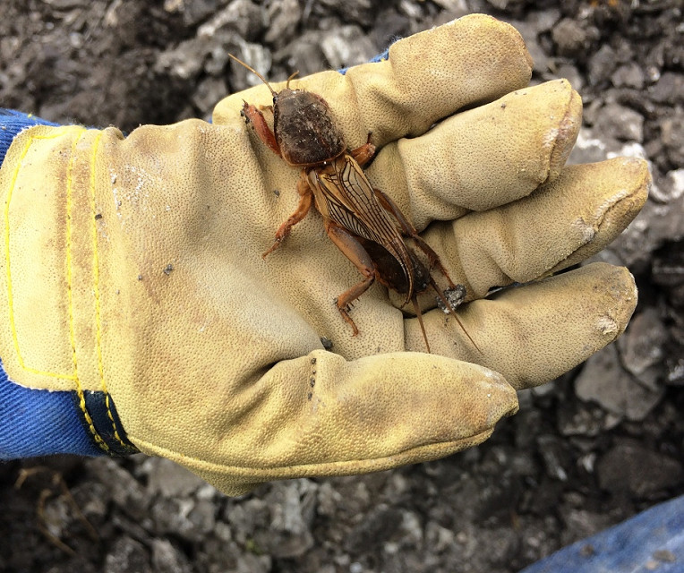 Eine Maulwurfgrille auf einer Hand.