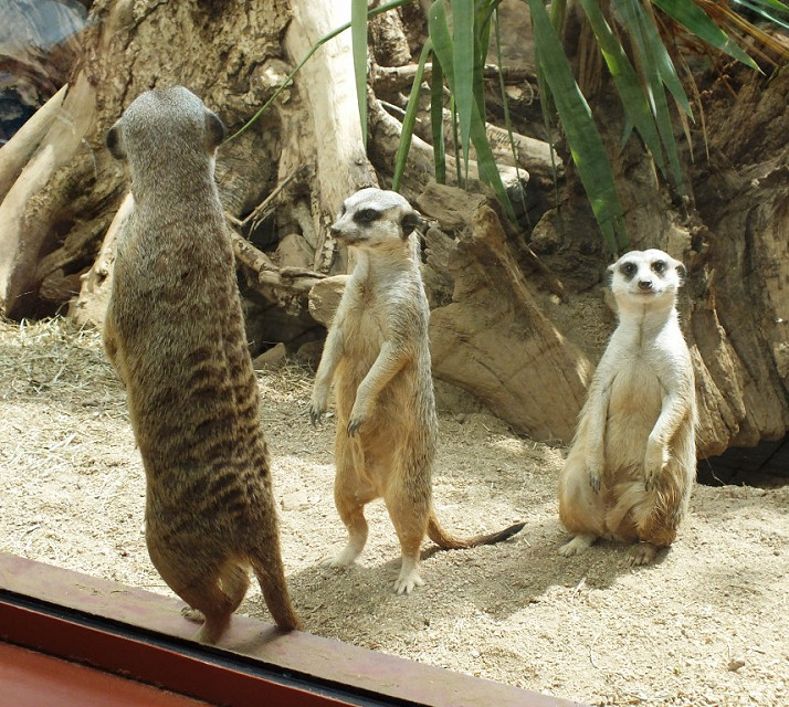 Drei Erdmännchen in einem Zoogehege.