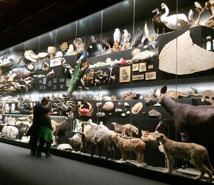 Eine große Ausstellungswand in einem naturwissenschaftlichen Museum.